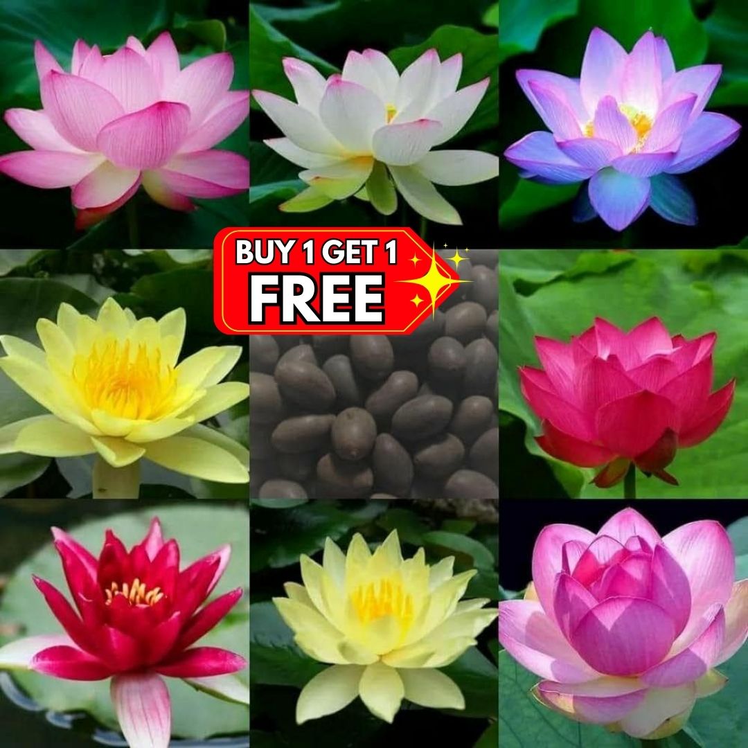 Premium Lotus Seeds (Buy 1 Get 1 Free)
