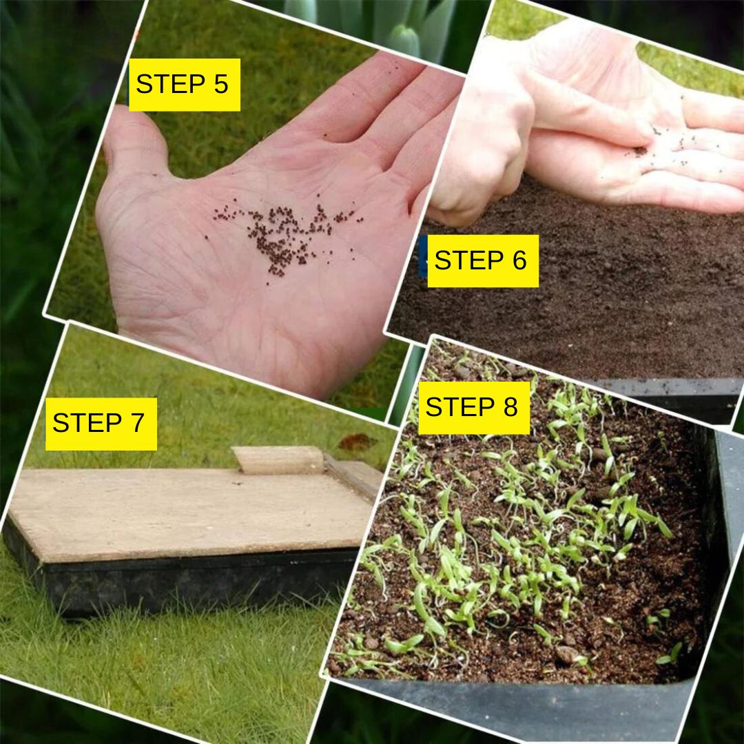 Multi Flower Seeds (BUY 1 GET 1 FREE)