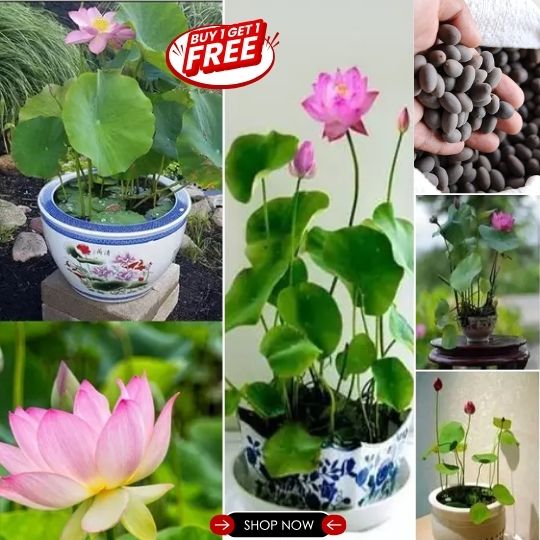 Premium Lotus Seeds (Buy 1 Get 1 Free)