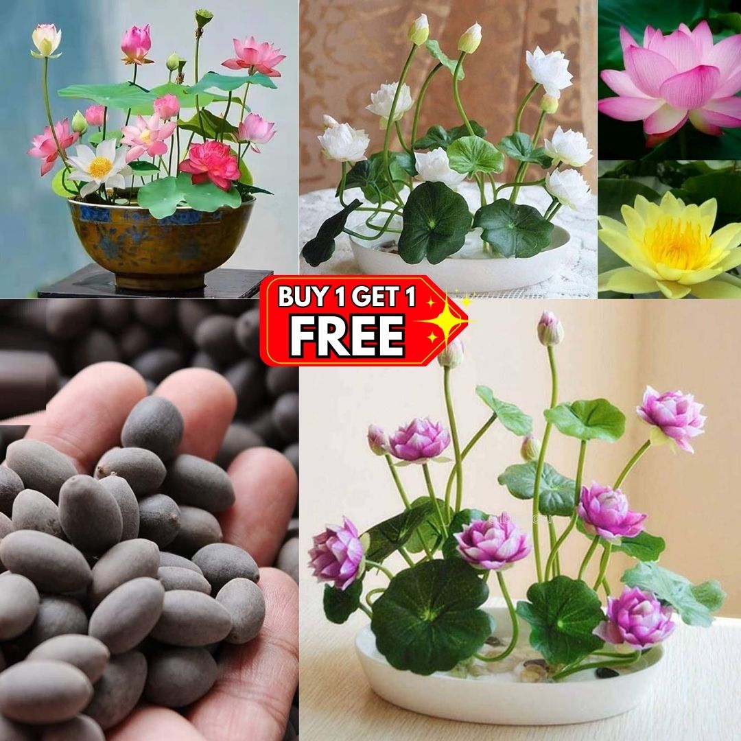 Premium Lotus Seeds (Buy 1 Get 1 Free)
