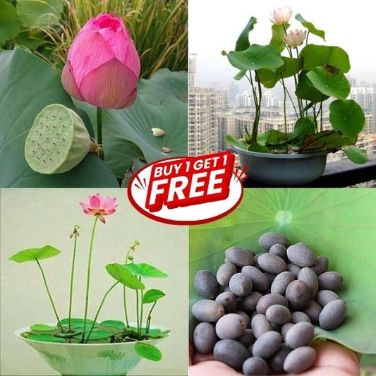 Premium Lotus Seeds (Buy 1 Get 1 Free)
