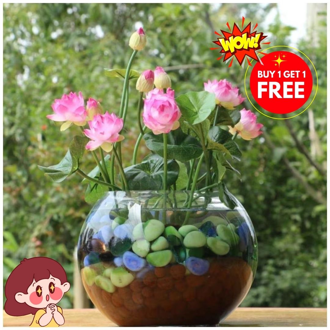 Premium Lotus Seeds (Buy 1 Get 1 Free)
