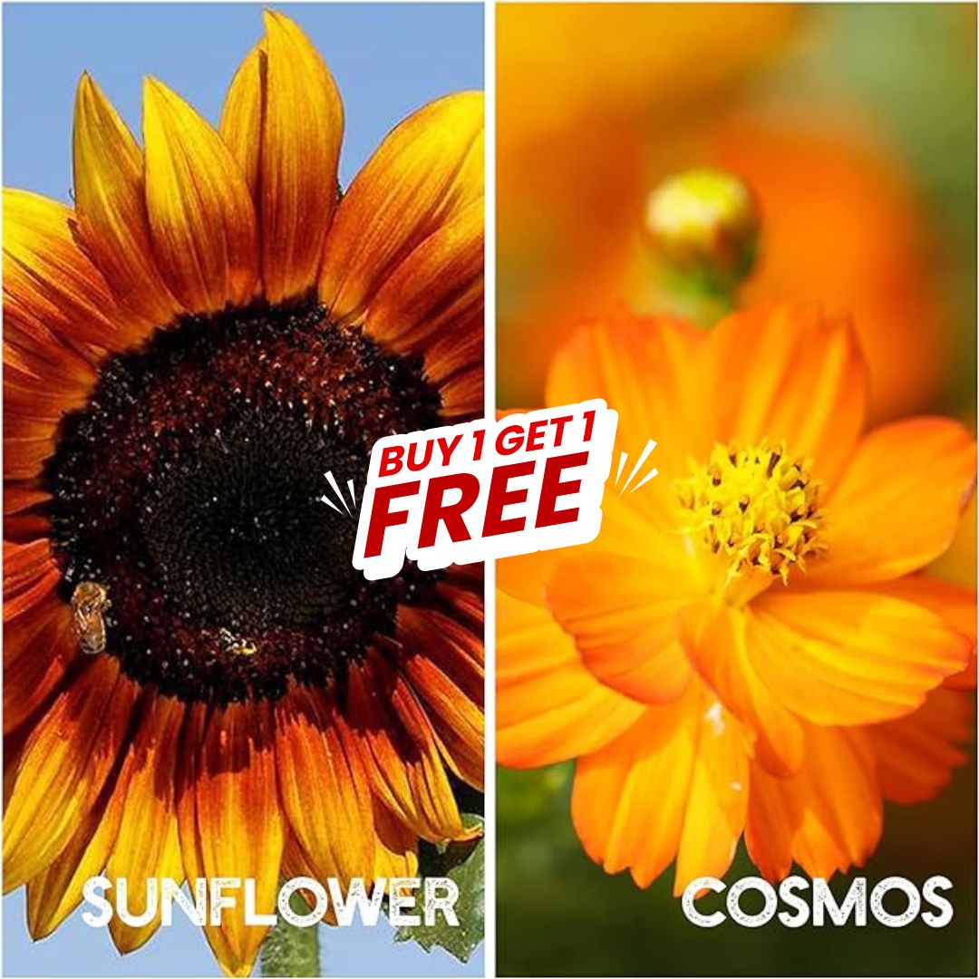 Multi Flower Seeds (Buy 1 Get 1 Free)