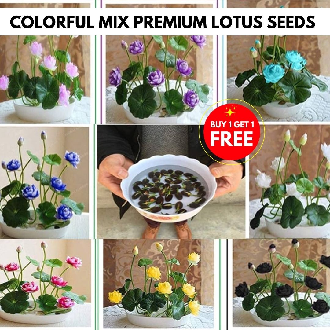 Premium Lotus Seeds (Buy 1 Get 1 Free)