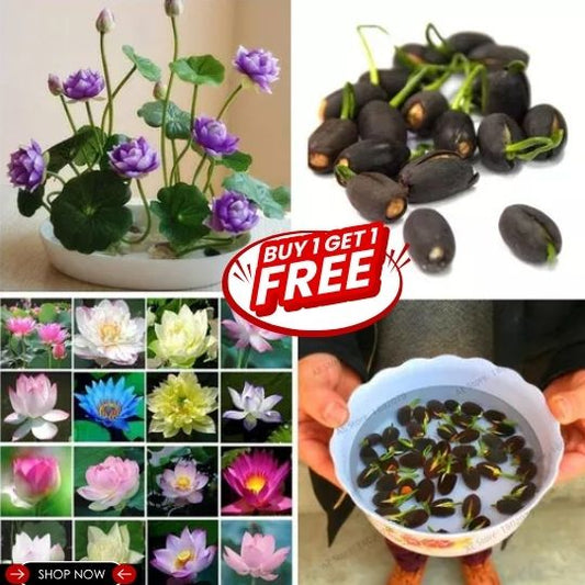 Premium Lotus Seeds (Buy 1 Get 1 Free)