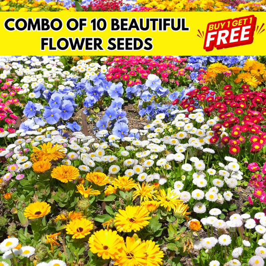 Multi Flower Seeds (BUY 1 GET 1 FREE)