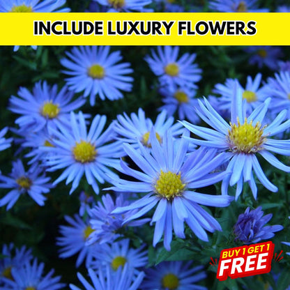 Multi Flower Seeds (BUY 1 GET 1 FREE)
