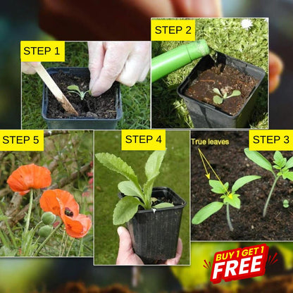 Multi Flower Seeds (BUY 1 GET 1 FREE)