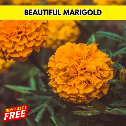 Multi Flower Seeds (BUY 1 GET 1 FREE)