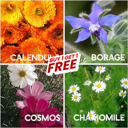 Multi Flower Seeds (Buy 1 Get 1 Free)