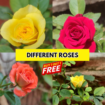 Multi Flower Seeds (BUY 1 GET 1 FREE)