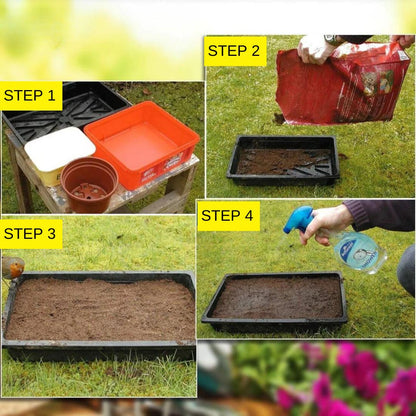 Multi Flower Seeds (BUY 1 GET 1 FREE)